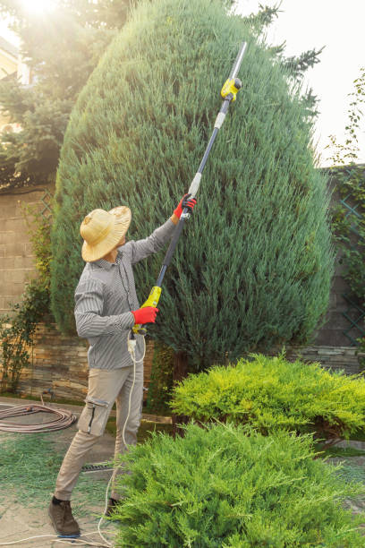 Tree Branch Trimming in Plymouth, PA